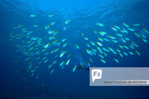 Scuba divers swimming with a school of Yellow-and-blueback Fusilier (Caesio teres)