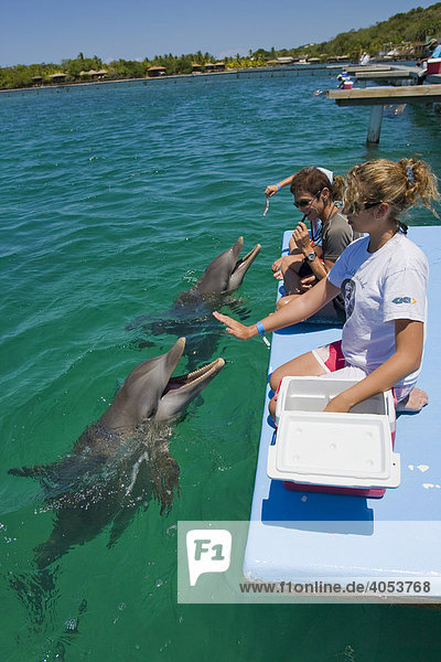 Schüler bekommen Biologieunterricht von einem Delphintrainer Anthony's Key Resort Roatan Honduras Zentralamerika