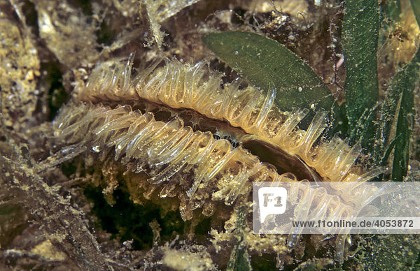 Kammmuschel (Pectinidae) im Sand  Mittelmeer  Türkei