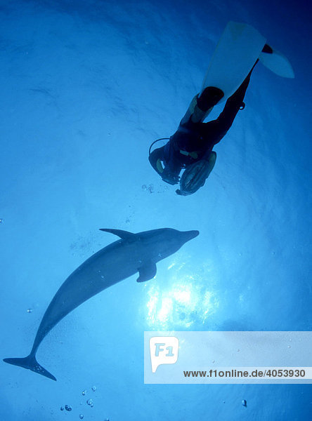 Delphin  Großer Tümmler (Tursiops truncatus) und Taucher  Bahamas  Mittelamerika