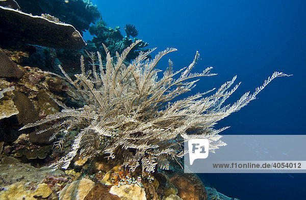 Gefährliches Meerestier  Hydroid  Zypressen-Nesselfarn (Aglaophenia cupressina)  Indonesien  Südostasien