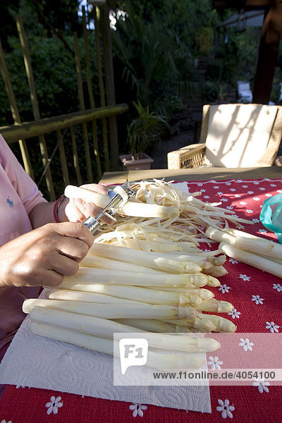 Woman peeling fresh white asparagus  Hesse  Germany  Europe