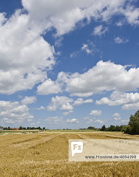 Reife Gerste (Hordeum vulgare) mit auf dem Boden liegendem Getreide nach Windschlag und Regen  Wetterau  Hessen  Deutschland