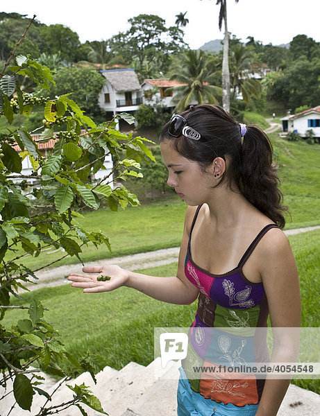 Young woman inspecting the fruit of a coffee plant  Banjos del San Juan  Cuba  Caribbean