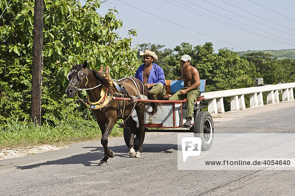 Horse-drawn wagon with Cubans on the way to Cienfuegos  Cuba  the Caribbean  America