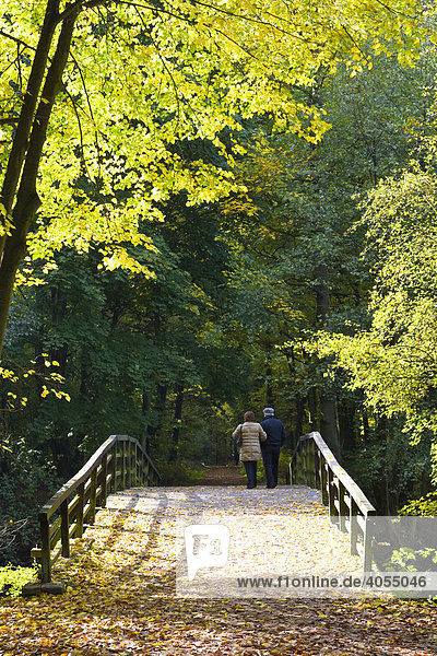 Pensioner couple crossing small wooden bridge in an autumnal forest  Hesse  Germany  Europe