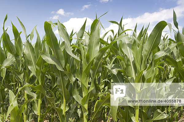 Maisfeld (Zea mays)