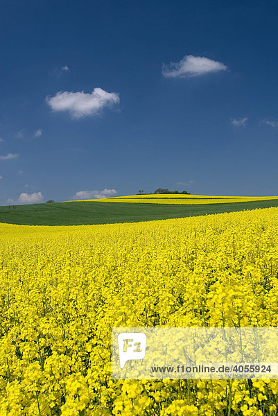 Rapsfeld in Blüte