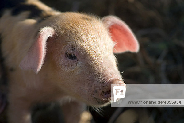 Kleines Schweinchen (Sus scrofa domestica) auf einem Biohof  Bioschwein  Ökoschwein