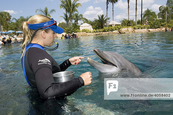 Trainer feeding a Dolphin (Tursiops truncatus)  Discovery Cove  Orlando  Florida  USA  North America