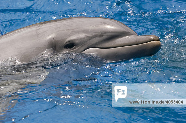 Delfine (Tursiops truncatus)  Seaworld  Orlando  Florida  USA  Nord America