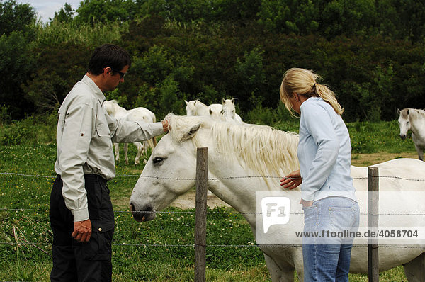 Touristen bei weißen Camargue-Pferden  La Camargue  Provence  Frankreich  Europa  MR