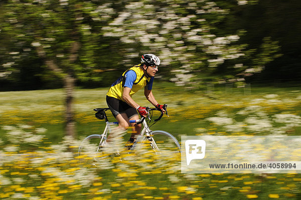 Racing cyclists passing flower filled meadows and a flowering fruit tree near Schleching  Chiemgau  Bavaria  Germany  Europe