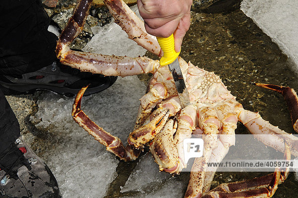 Captured king crab after dive in the fjord  Kirkenes  Finnmark  Lapland  Norway  Scandinavia  Europe