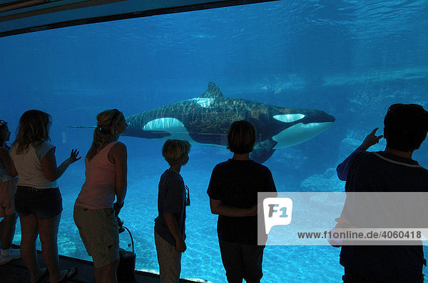 Orca show  SeaWorld Adventure Park  Orlando  Florida  USA  North America