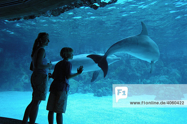 Delfine  Seaworld Erlebnispark  Orlando  Florida  USA  MR