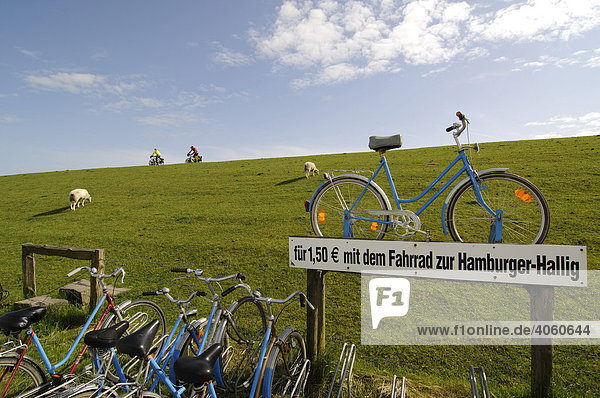 Radfahrer und Schafe auf Deich bei der Hamburger Hallig  Nordfriesland  Nordsee  Schleswig-Holstein  Deutschland  Europa