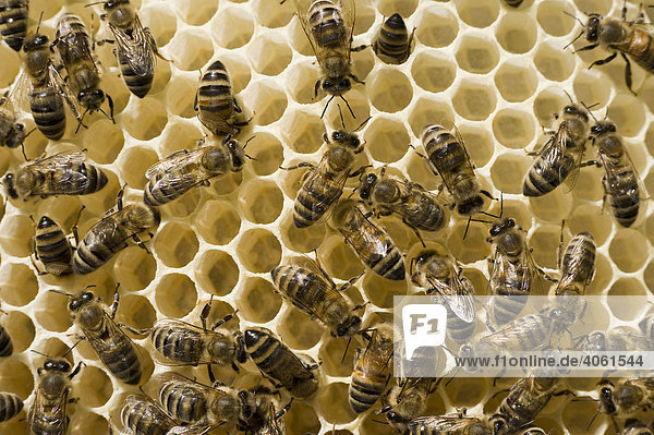 Bienen im Bienenstock (Apis melifera carnica)