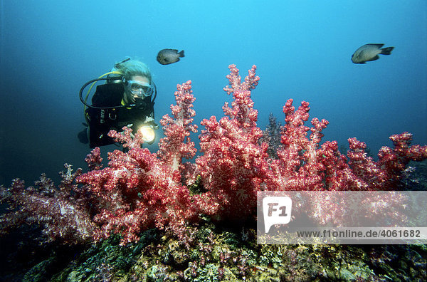 Weichkorallen mit Taucher  Musandam  Oman  Arabische Halbinsel  Indischer Ozean  Asien