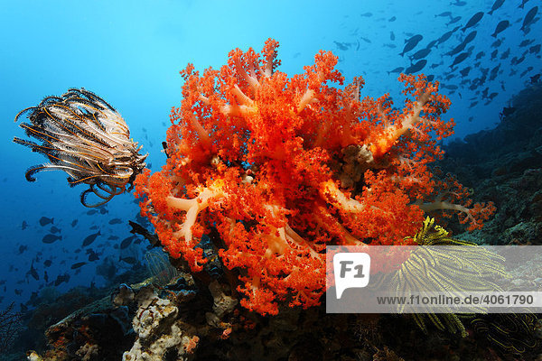 Unterwasserlandschaft mit roten Weichkorallen (Umbellulifera sp.)  Federsternen (Oxycomanthus bennetti) und Doktorfischen (Acanthurus sp.)  Insel Selayar  Westküste  Süd Sulawesi  Indonesien  Java See  Indischer Ozean