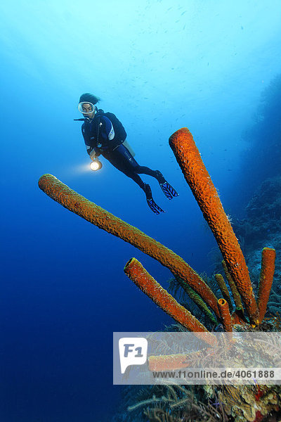 Taucherin mit Lampe  davor Gelber Röhrenschwamm (Aplysina fistularis)  Korallenriff mit Steilabfall  Half Moon Caye  Lighthouse Reef  Turneffe Atoll  Belize  Zentralamerika  Karibik