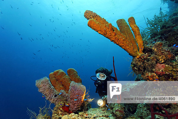 Female diver with a lamp observing various sponges in a coral reef  Half Moon Caye  Lighthouse Reef  Turneffe Atoll  Belize  Central America  Caribbean