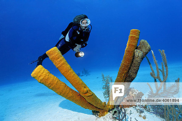 Taucherin betrachtet V-förmigen Gelben Goldschwamm  (Aplysina fistularis)  auf Sandgrund  Half Moon Caye  Lighthouse Reef  Turneffe Atoll  Belize  Zentralamerika  Karibik