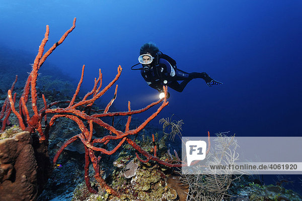Taucherin mit Lampe betrachtet Porenreihen-Seilschwamm (Aplysina cauliformis) im abfallenden Korallenriff  Hopkins  Dangria  Belize  Zentralamerika  Karibik