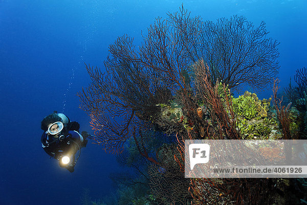 Female diver with a lamp looking at a deep-water sea fan (Iciligorgia schrammi) on a steeply sloping coral reef  Hopkins  Dangria  Belize  Central America  Caribbean
