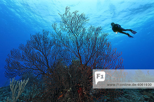 Taucherin mit Lampe schwimmt hoch über freistehendem Tiefwasser-Seefächer (Iciligorgia schrammi) im Korallenriff  Hopkins  Dangria  Belize  Zentralamerika  Karibik