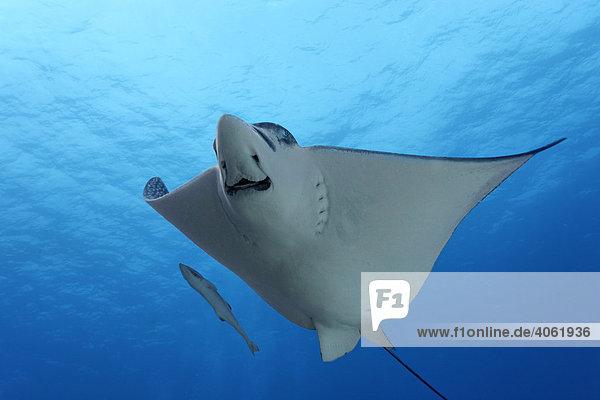 Spotted Eagle Ray (Aetobatus narinari) from below in blue water  Live sharksucker (Echeneis naucrates)  Hopkins  Dangria  Belize  Central America  Caribbean