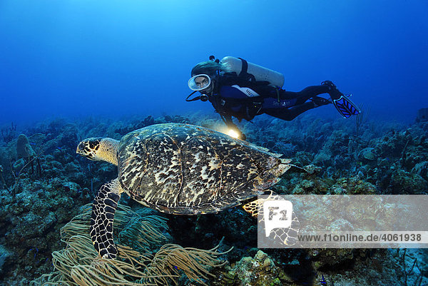 Taucherin mit Lampe betrachtet Echte Karettschildkröte (Eretmochelys imbriocota) im Korallenriff  Turneffe Atoll  Belize  Zentralamerika  Karibik