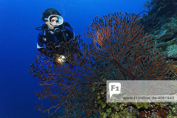 Female diver with a lamp looking at a deep-water sea fan (Iciligorgia schrammi) on a steeply dropping coral reef  Hopkins  Dangria  Belize  Central America  Caribbean