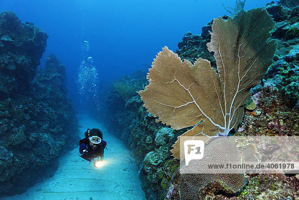Scuba diver carrying a torch swims through a sandy bottomed channel between coral reefs and observes a Sea Fan coral (Gorgonia flabellum)  barrier reef  San Pedro  Ambergris Cay Island  Belize  Central America  Caribbean