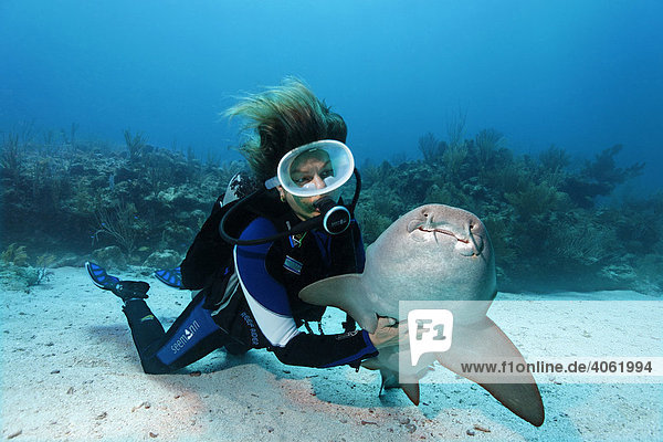 Scuba diver caressing the underside of a Nurse Shark (Ginglymostoma cirratum) in way that causes the shark to fall into a state of apathy  barrier reef  San Pedro  Ambergris Cay Island  Belize  Central America  Caribbean