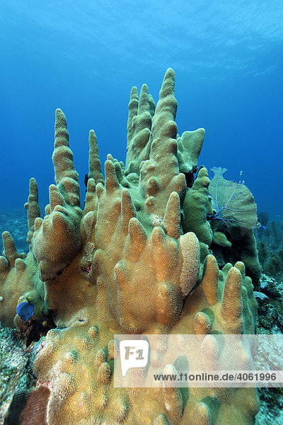 Säulenkoralle (Dendrogyra cylindrus)  Barriereriff  San Pedro  Insel Ambergris Cay  Belize  Zentralamerika  Karibik