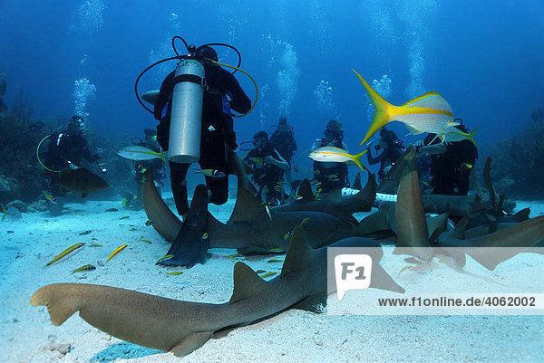 Scuba divers amongst a school of Nurse Sharks (Ginglymostoma cirratum) lying on the sandy ocean after having been attracted by a container of scent agents and bait  barrier reef  San Pedro  Ambergris Cay Island  Belize  Central America  Caribbean