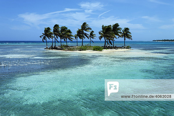 Kleine Palmeninsel in Lagune  Turneffe Atoll  Belize  Zentralamerika  Karibik