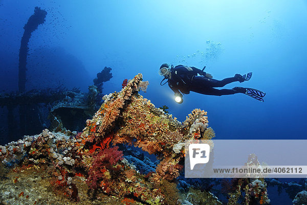 Female scuba diver with a torch looking at the windlass of the Aida ship wreck overgrown with coral  Hurghada  Brother Islands  Red Sea  Egypt  Africa