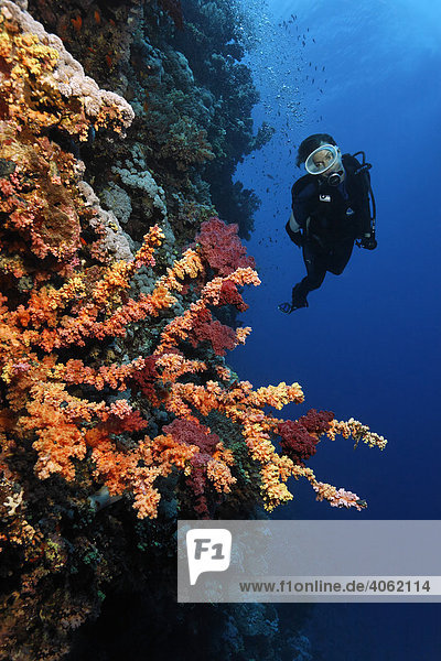 Taucherin erkundet Steilabfall eines Korallenriffs  prachtvoll bewachsen mit verschiedenen roten Weichkorallen  Hurghada  Brother Islands  Rotes Meer  Ägypten  Afrika