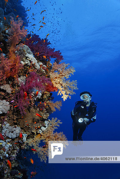 Taucherin mit Lampe erkundet Steilabfall eines Korallenriffs  prachtvoll bewachsen mit verschiedenen roten Weichkorallen  Hurghada  Brother Islands  Rotes Meer  Ägypten  Afrika