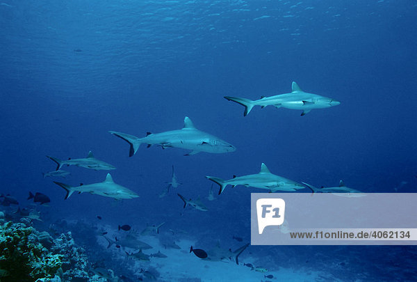 Grey Reef Sharks (Carcharhinus amblyrhynchos) swimming in blue water  Ba Atoll  Maldives  Indian Ocean  Asia