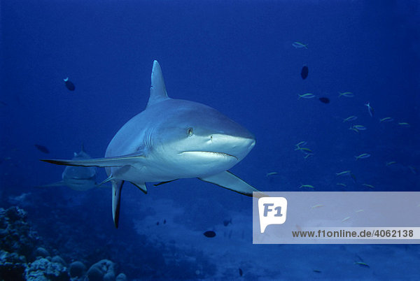 Grey Reef Shark (Carcharhinus amblyrhynchos) swimming in the blue water  Ba Atoll  Maldives  Indian Ocean  Asia