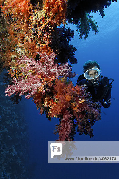 Scuba diver looking at hanging coral garden with different red soft corals  Hurghada  Brother Islands  Red Sea  Egypt  Africa