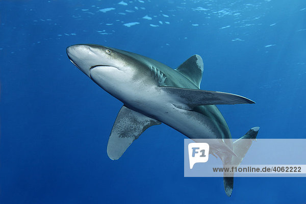 Oceanic whitetip shark (Carcharhinus longimanus) in blue water  Daedalus Reef  Hurghada  Red Sea  Egypt  Africa