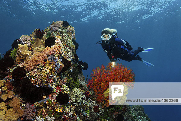 Taucherin betrachtet Gorgonienfächer (Gorgonaria) auf dicht und vielfarbig bewachsenem Korallenriff  Gangga Insel  Bangka Inseln  Nord Sulawesi  Indonesien  Molukkensee  Pazifischer Ozean  Asien