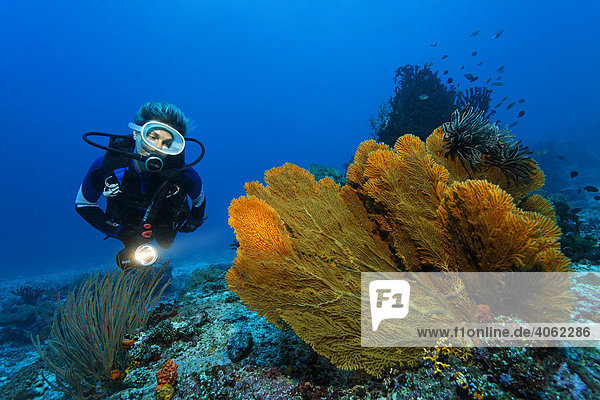 Taucherin betrachtet verschiedene Gorgonienfächer mit schwarzen Federsternen  Gangga Insel  Bangka Inseln  Nord Sulawesi  Indonesien  Molukkensee  Pazifischer Ozean  Asien