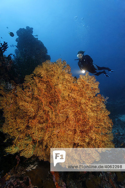 Taucherin betrachtet große  unbestimmte Gorgonie am Korallenriff  Gangga Insel  Bangka Inseln  Nord Sulewesi  Indonesien  Molukkensee  Pazifik  Asien