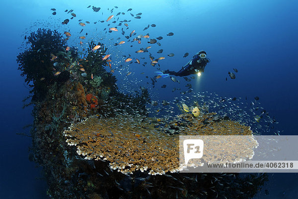 Spitze von aufragendem Korallenblock mit großer Tischkoralle Acropora sp.)  viele verschiedene Fische  Taucherin  Gangga Insel  Bangka Inseln  Nord Sulawesi  Indonesien  Molukkensee  Pazifik  Asien