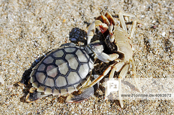 Krabbe (Brachyura) mit toter Meeresschildkröte (Cheloniidae) als Beute  Cape York Halbinsel  Queensland  Australien